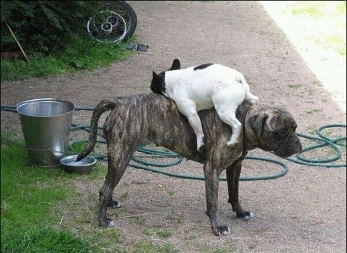 animals riding animals nature cute funny dogs