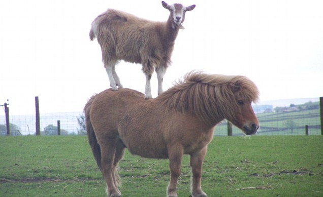 animals riding animals nature cute funny goat horse