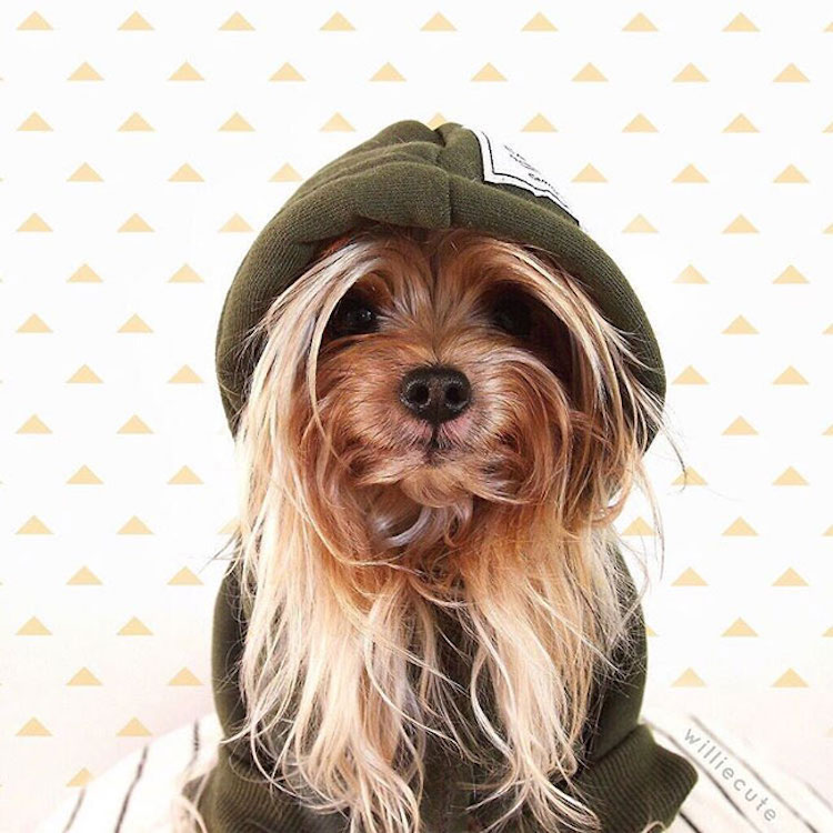 Blond Fashion Forward Yorkshire Terrier Hoodie