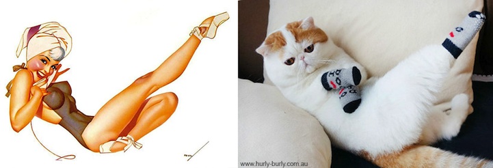 Cats That Look Like Pin Up Girls
