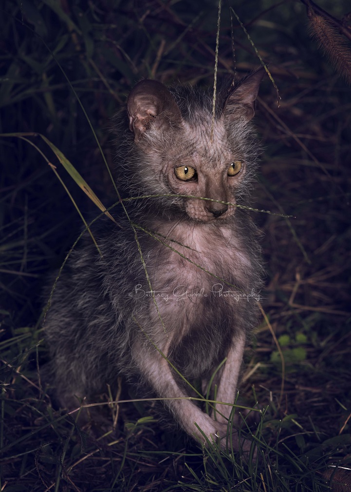 lykoi werewolf cats cat wolf new breed