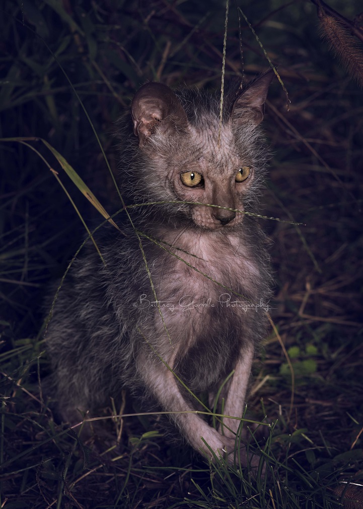 lykoi werewolf cats cat wolf new breed  
