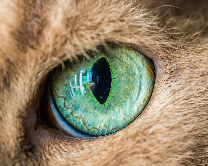 Cat Eye - Macro Photography