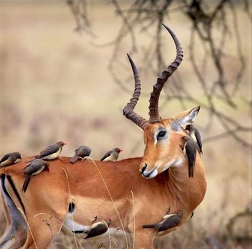 animals riding animals nature cute funny bird antelope