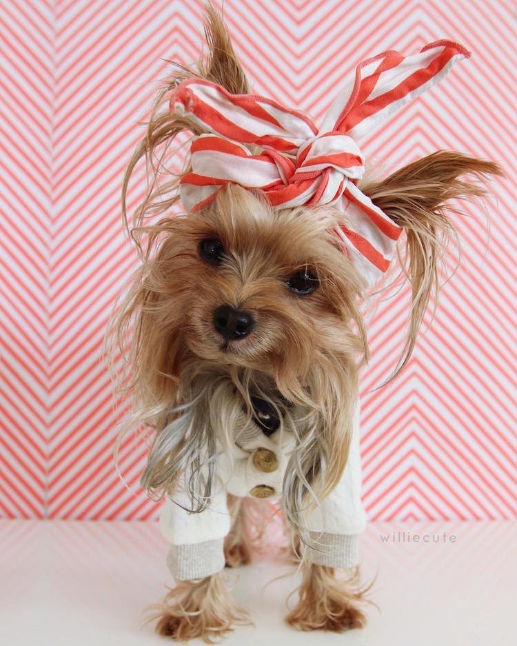 Instagram Yorkshire Terrier Fashion Turban