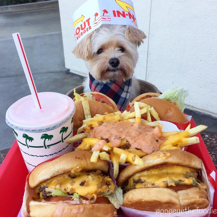 pet friendly restaurants for popeye the stray dog