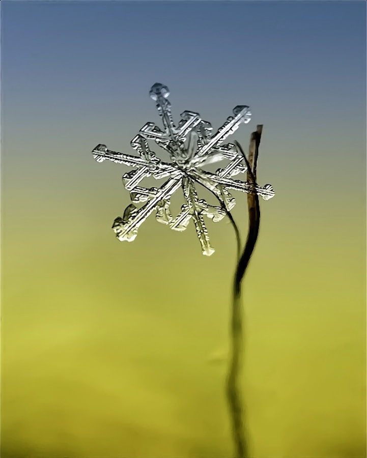 macro snowflake photography