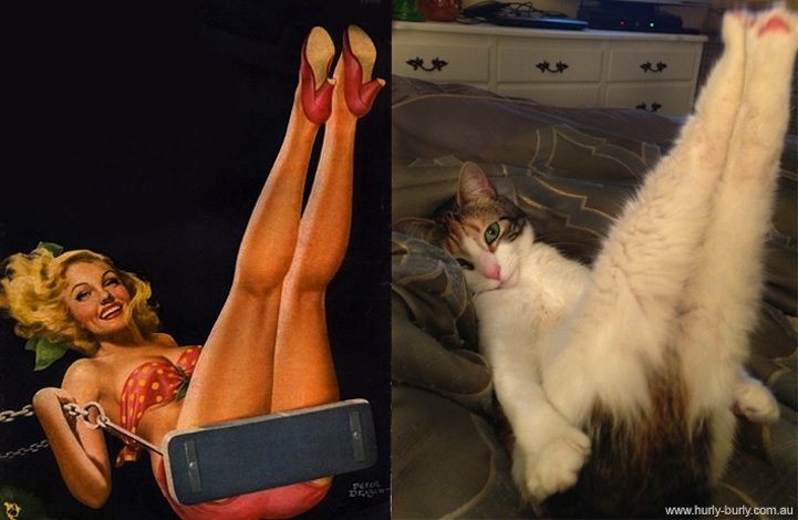 Cats That Look Like Pin Up Girls