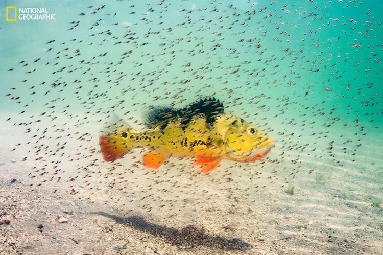 Intimate Glimpse Of Peacock Bass