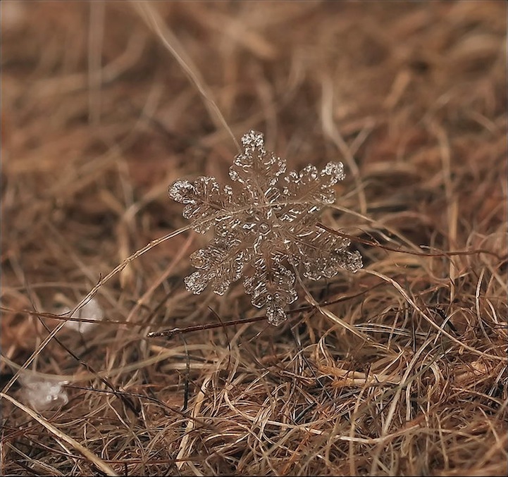 Macro Photos of Tiny Snowflakes by Andrew Osokin macro snowflake photography