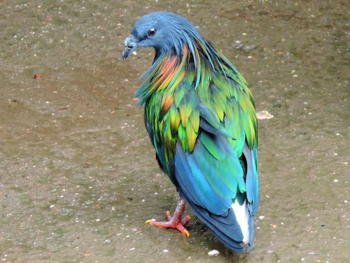 nicobar pigeon