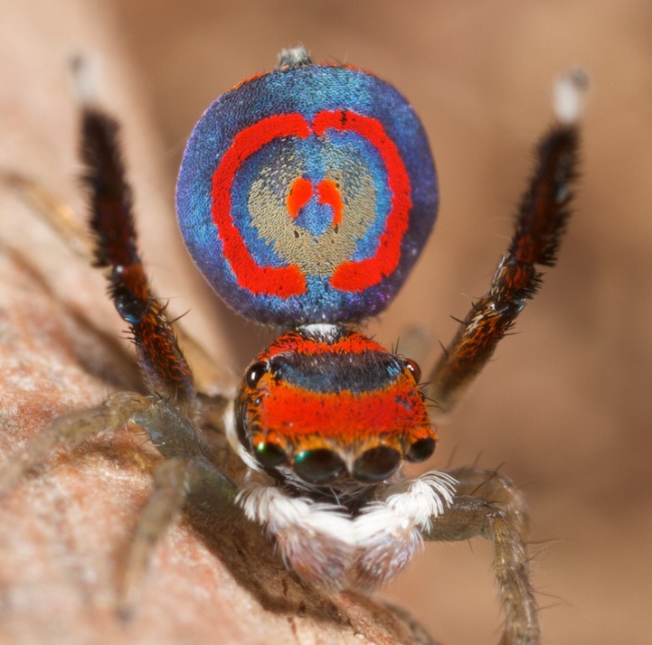peacock spider