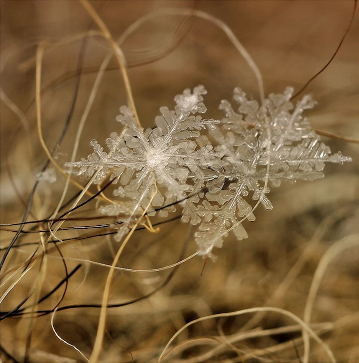 Macro Photos of Tiny Snowflakes by Andrew Osokin macro snowflake photography
