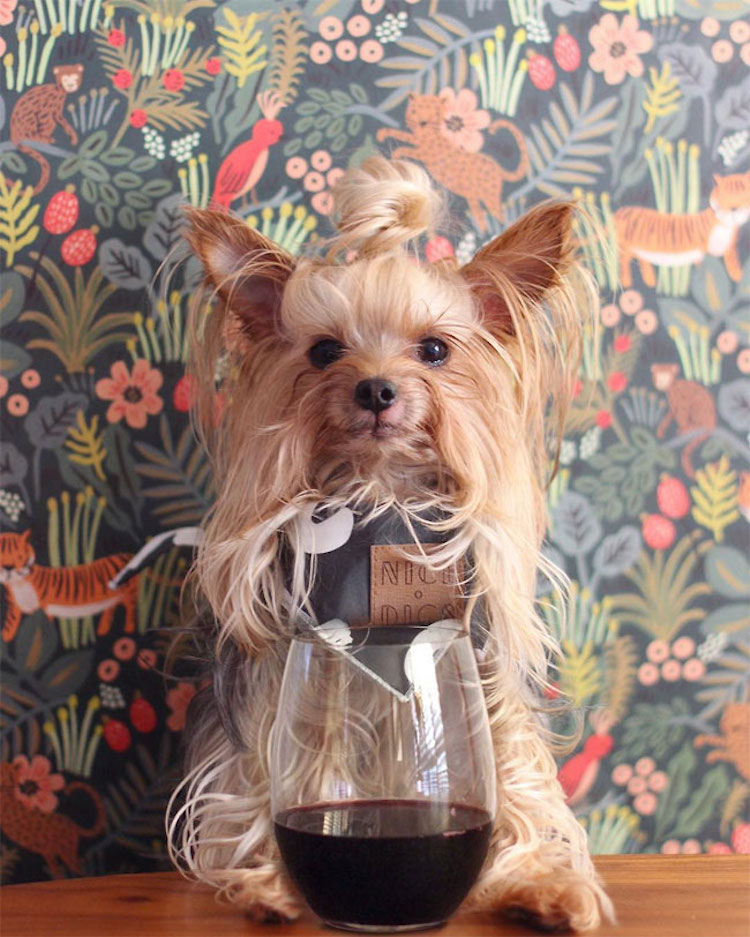 Fashion Forward Yorkshire Terrier Top-Knot