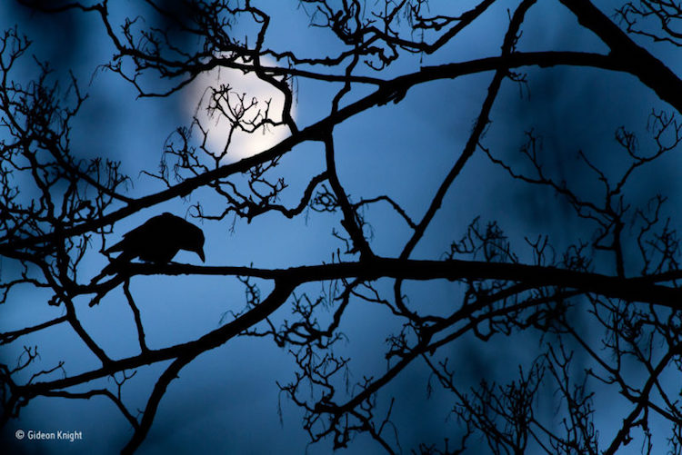 Supernatural Shot Of A Crow Hidden In The Branches