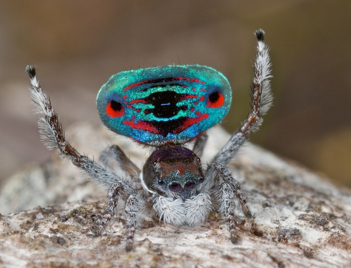 peacock spider