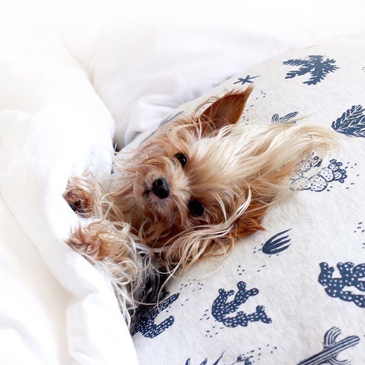 Instagram Yorkshire Terrier Bed-Head