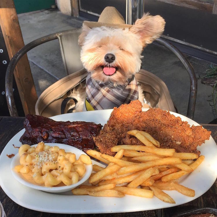 pet friendly restaurants for popeye the stray dog