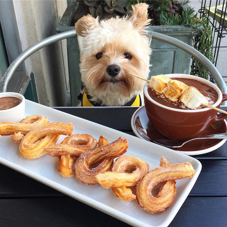 pet friendly restaurants for popeye the stray dog