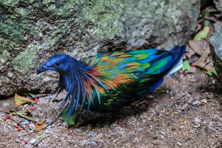 nicobar pigeon