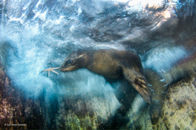 Artistic Shot Captured Of Playful Sea Lion