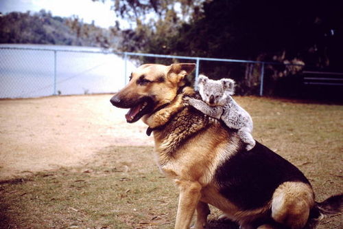 animals riding animals nature cute funny koala dog