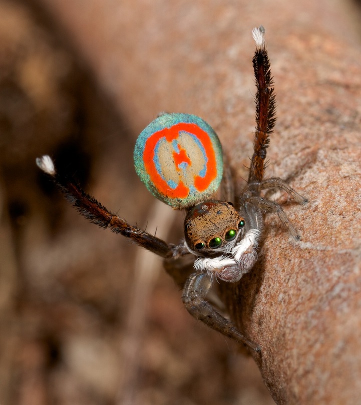 peacock spider