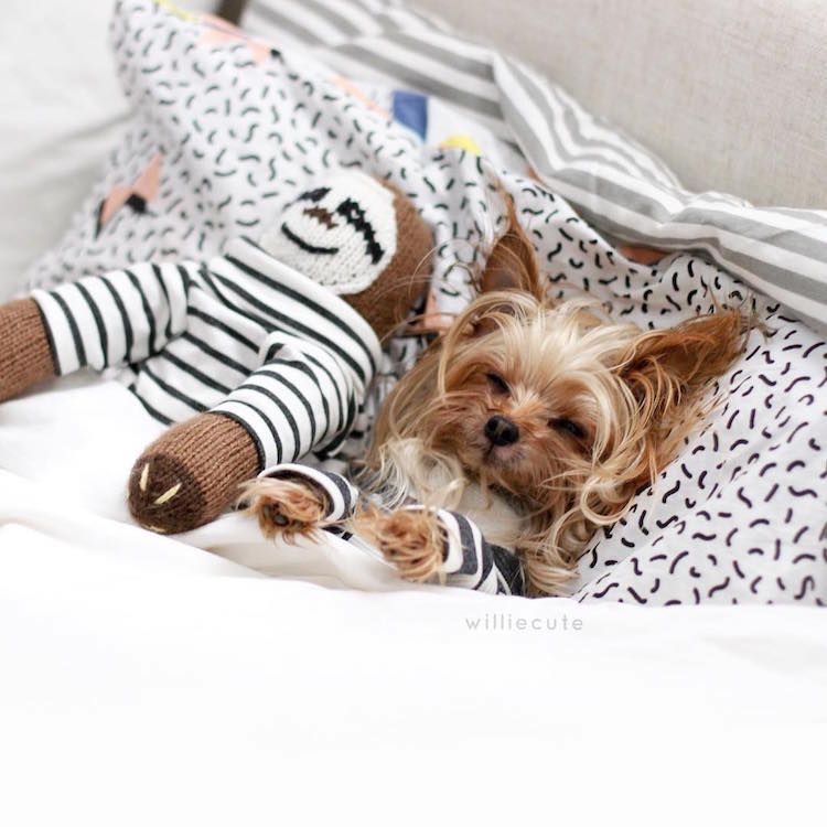 Instagram Yorkshire Terrier Bed-Head