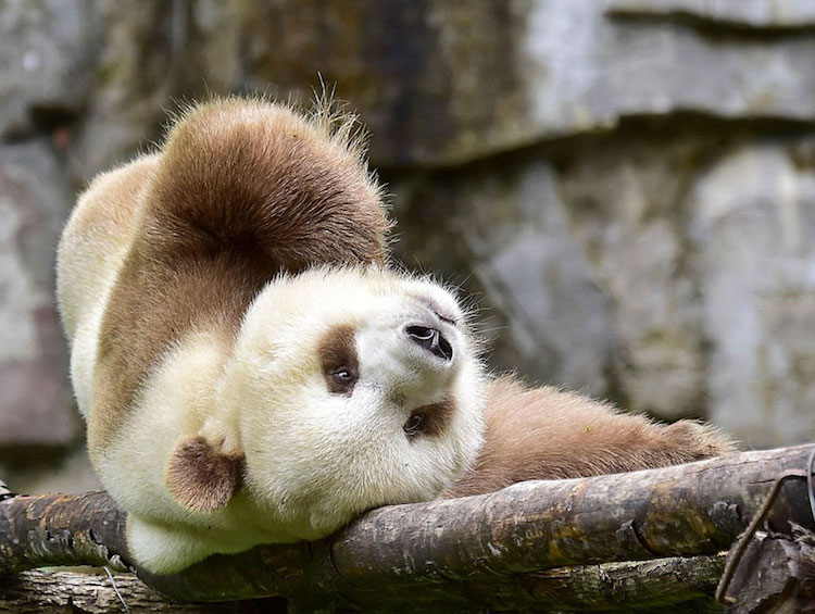 Cute Brown Panda Bear