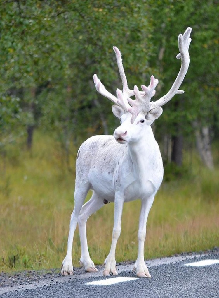 Elusive Caribou Sighting In Sweden