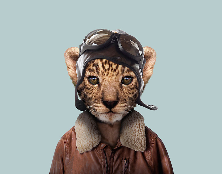 yago partal baby animal portraits animals dressed like humans leopard