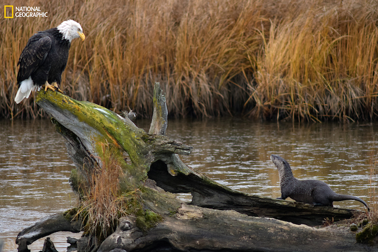 National Geographic Potter Marsh Bald Eagle And Otter