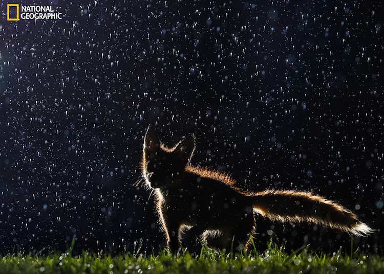 National Geographic Fox In The Rain