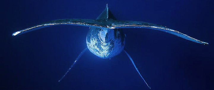 Magnificent Underwater Photos of the Humpback Whale
