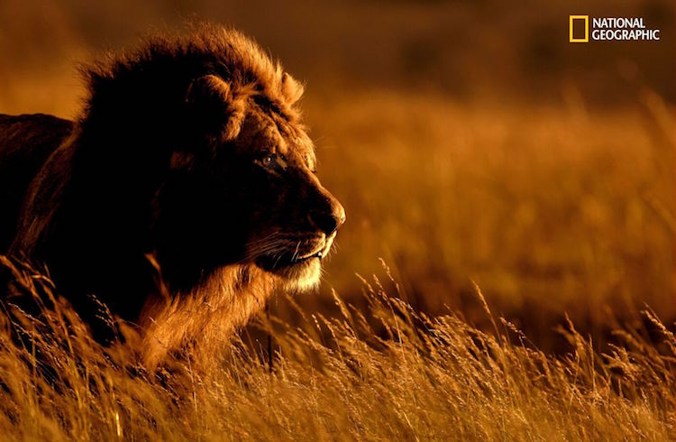 Photograph Of The Ferocious Lion