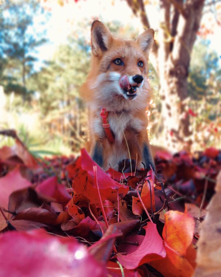 adorable pet fox