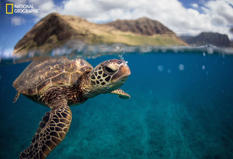 National Geographic Sea Turtle Portrait
