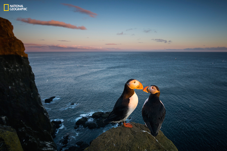 National Geographic Atlantic Puffins Over Cliffs
