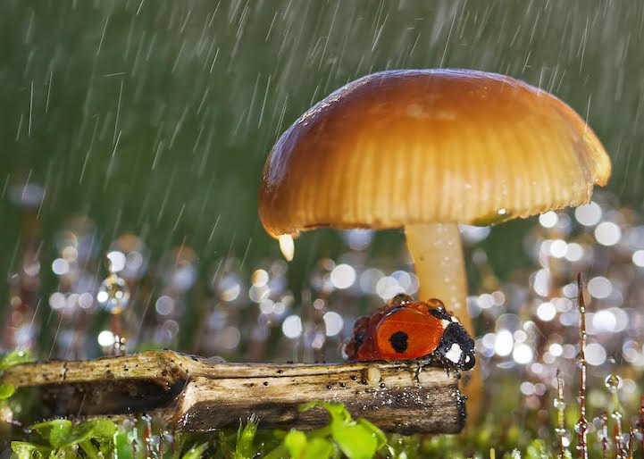 Enchanting Macro Photos of Wet Ladybugs by Tomasz Skoczen